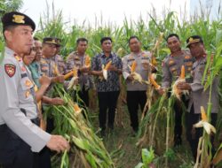 Kapolres Bulukumba Ikuti Zoom Meeting Panen Jagung Serentak, Dukung Ketahanan Pangan