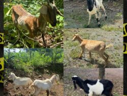 Tim Resmob Polres Bulukumba Ringkus Pencuri Kambing di Jeneponto