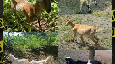 Tim Resmob Polres Bulukumba Ringkus Pencuri Kambing di Jeneponto