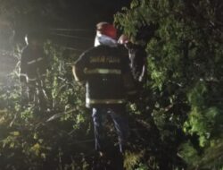 Pohon Besar Tumbang di Wonomulyo, Damkar Polman Bergerak Sigap Merespon