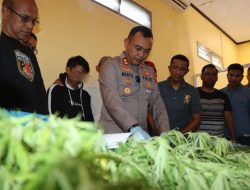Satnarkoba Polres Bulukumba Ungkap Penjualan Ganja Online, Puluhan Tanaman Ganja Diamankan