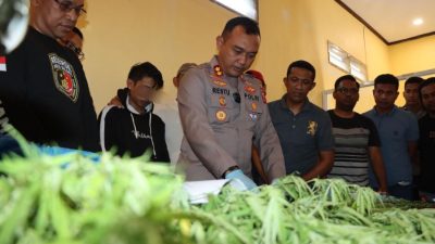 Satnarkoba Polres Bulukumba Ungkap Penjualan Ganja Online, Puluhan Tanaman Ganja Diamankan