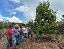 Dorong Pertanian Inovatif, Pemdes Bontomacinna Ajak Petani Studi Tiru ke Kebun Percontohan Andi Utta
