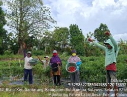 Panen Raya Melimpah, Petani Cabai Besar Buktikan Teknologi Dongkrak Produktivitas