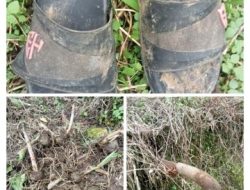 Maraknya Pencurian Kuncup Porang, Warga Sapobonto Resah