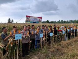 Waka Polres Bulukumba Hadiri Panen Raya Jagung Serentak Kuartal I Tahun 2026