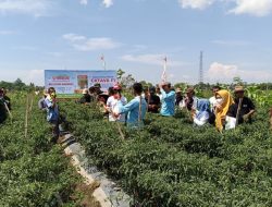 Sinergi Swasta dan Desa, Gelar Panen Raya Cabai di Bontomacinna