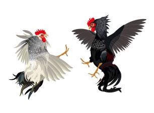 Lokasi Judi Sabung Ayam Disebut Masih Aktif, Kader HMI Bulukumba Bersuara Keras